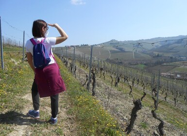 Hiking and wine tour starting from Alba