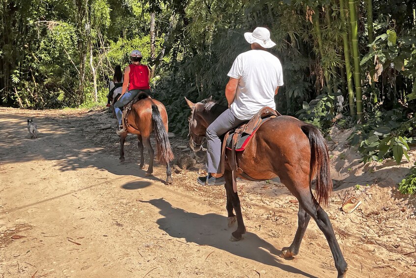 Picture 15 for Activity Paraty: 3-Hour Rainforest Horseback Ride