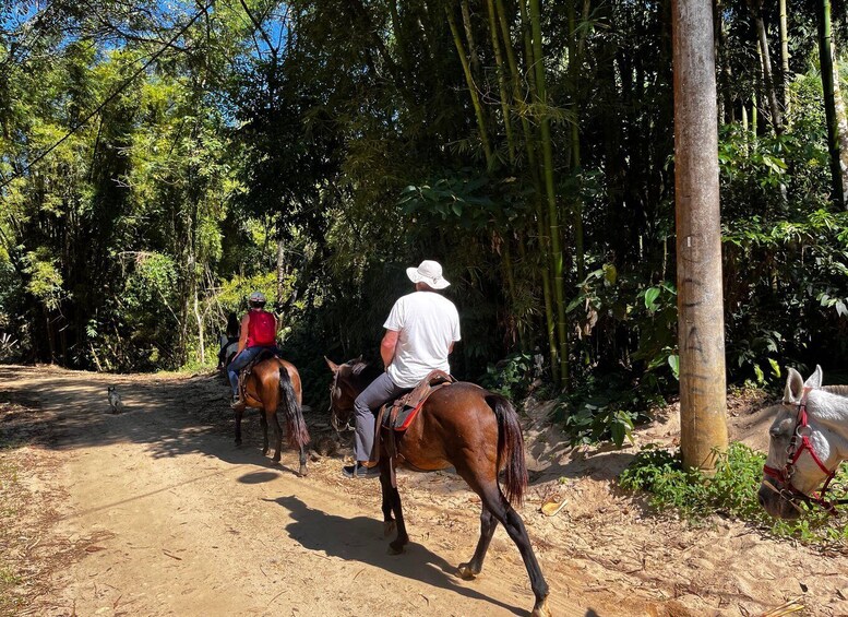 Picture 12 for Activity Paraty: 3-Hour Rainforest Horseback Ride