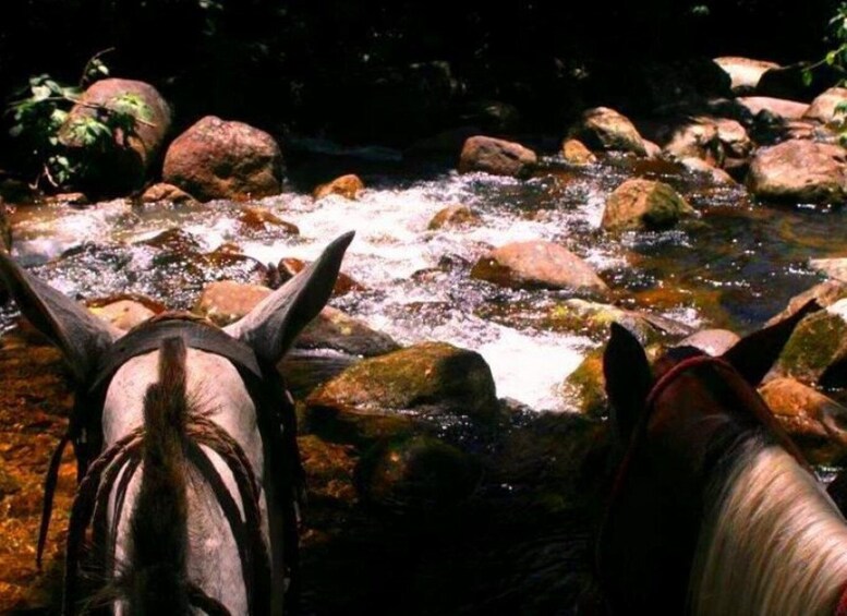 Picture 19 for Activity Paraty: 3-Hour Rainforest Horseback Ride