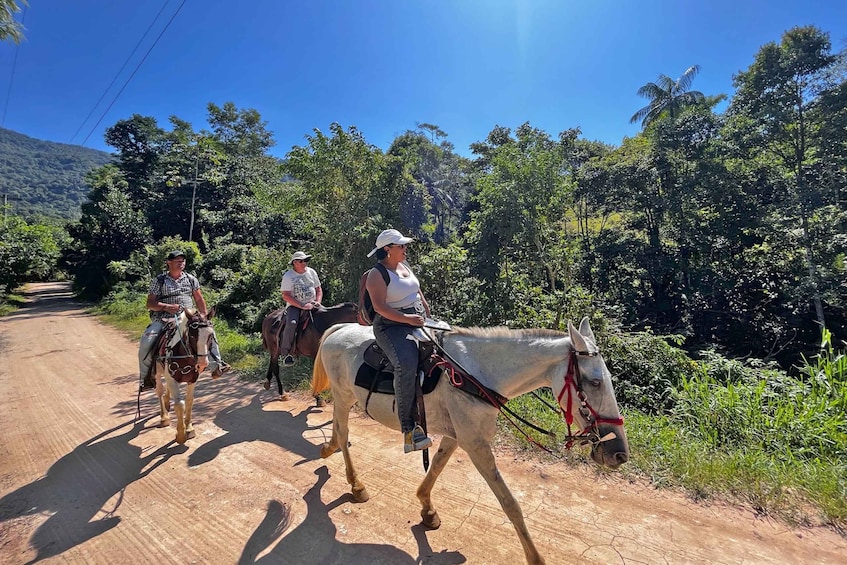 Picture 16 for Activity Paraty: 3-Hour Rainforest Horseback Ride