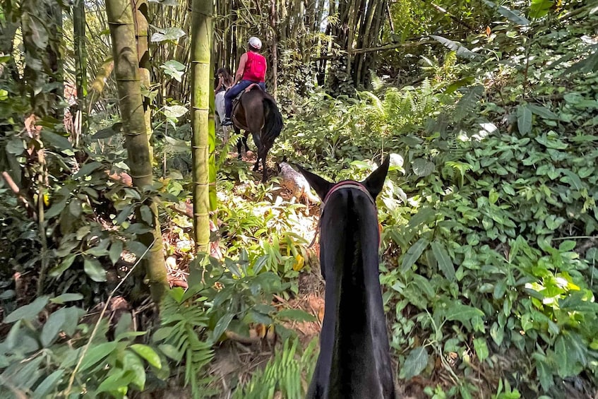 Picture 8 for Activity Paraty: 3-Hour Rainforest Horseback Ride