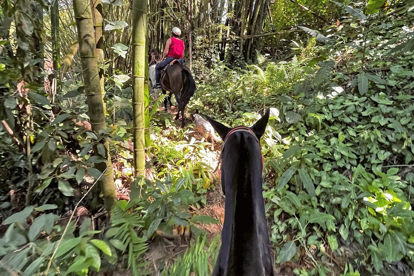 Picture 8 for Activity Paraty: 3-Hour Rainforest Horseback Ride