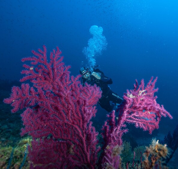MARINA DI CAMPO: DIVING ON THE ISLAND OF ELBA AND PIANOSA