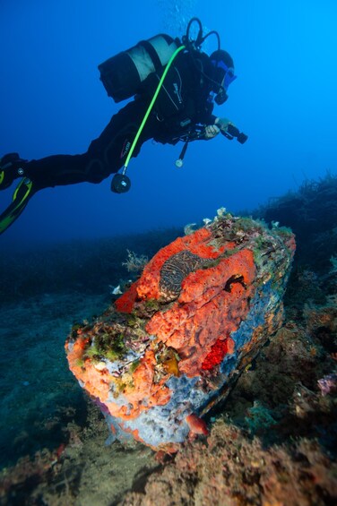 Picture 3 for Activity MARINA DI CAMPO: DIVING ON THE ISLAND OF ELBA AND PIANOSA