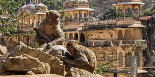 Jaipur:Private Sightseeing Tour with Monkey Temple (Galtaji)