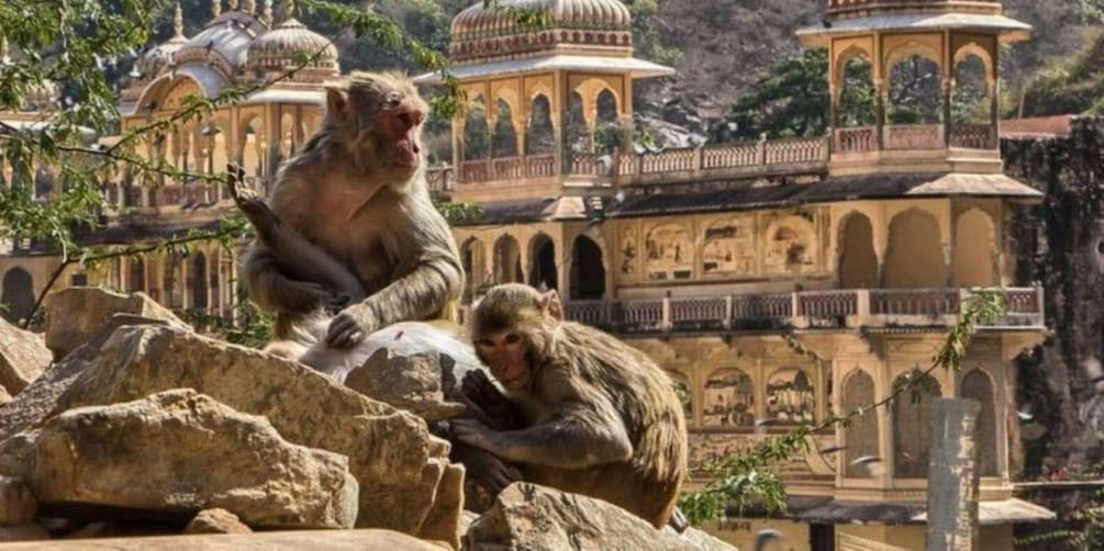 Jaipur:Private Sightseeing Tour with Monkey Temple (Galtaji)