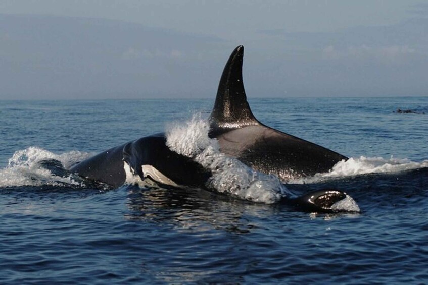 Picture 4 for Activity Vancouver Whale Watching Adventure with City Tour