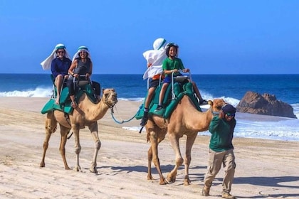 Agadir/Taghazout: Camel Ride on the beach