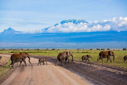 Excursión de un día al parque Amboseli