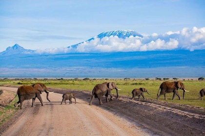 Tour di un giorno al Parco Amboseli