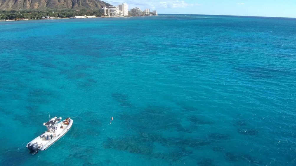 Picture 5 for Activity Oahu: Waikiki Private Snorkeling and Wildlife Boat Tour