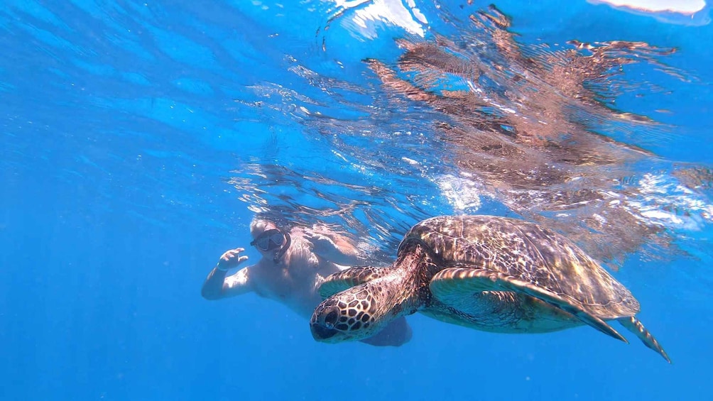 Picture 16 for Activity Oahu: Waikiki Private Snorkeling and Wildlife Boat Tour