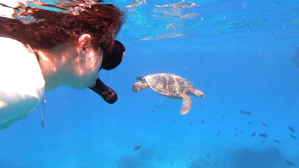 Picture 1 for Activity Oahu: Waikiki Private Snorkeling and Wildlife Boat Tour