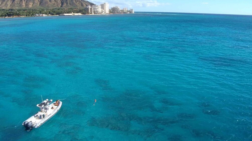 Picture 5 for Activity Oahu: Waikiki Private Snorkeling and Wildlife Boat Tour