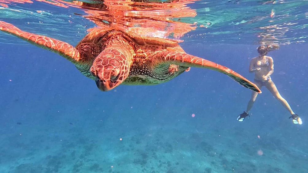 Picture 17 for Activity Oahu: Waikiki Private Snorkeling and Wildlife Boat Tour