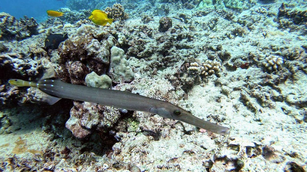 Picture 13 for Activity Oahu: Waikiki Private Snorkeling and Wildlife Boat Tour