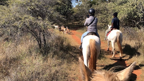 Desde Johannesburgo: Safari a Caballo y Excursión en Teleférico