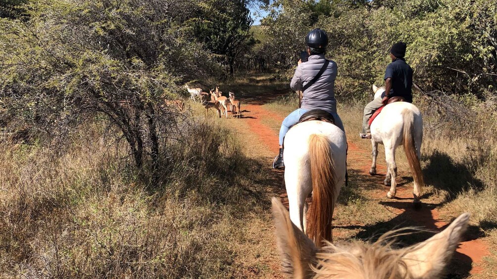 Picture 3 for Activity From Johannesburg: Horse-Riding Safari and Cable Car Tour