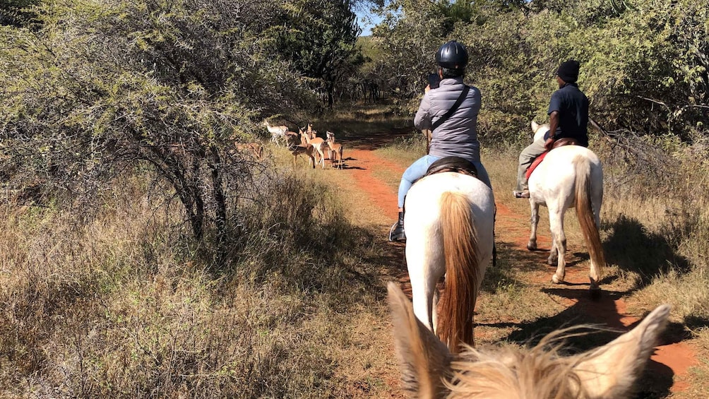 Picture 3 for Activity From Johannesburg: Horse-Riding Safari and Cable Car Tour