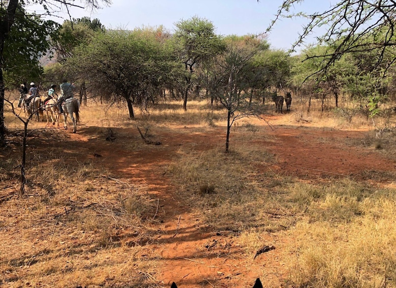 Picture 20 for Activity From Johannesburg: Horse-Riding Safari and Cable Car Tour