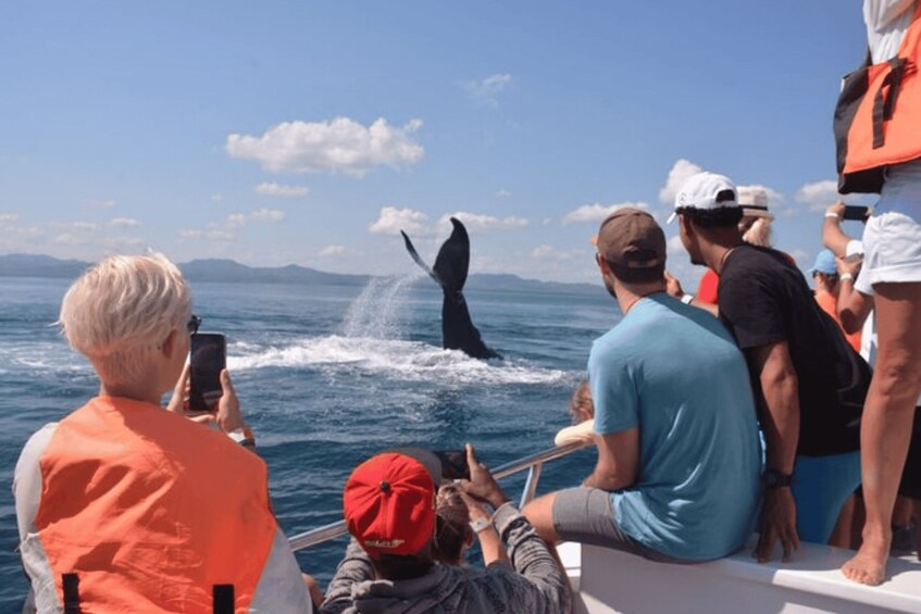 Picture 10 for Activity Samana: City Tour + Whale Watching + Cayo Levantado