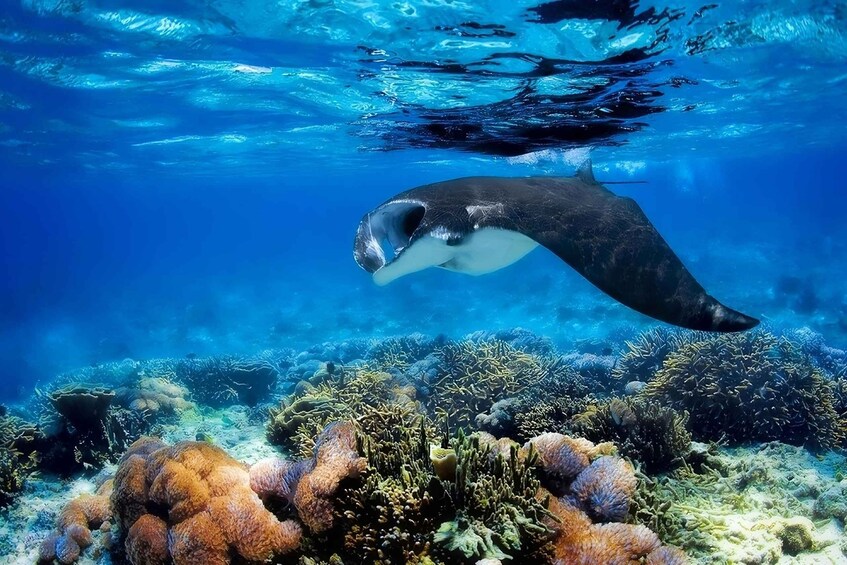 Picture 5 for Activity From Labuan Bajo: Day Tour of Komodo Island with Snorkeling