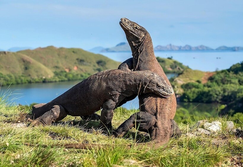 Picture 1 for Activity From Labuan Bajo: Day Tour of Komodo Island with Snorkeling