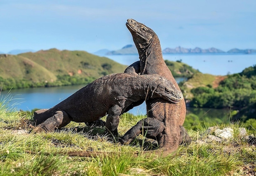 Picture 1 for Activity From Labuan Bajo: Day Tour of Komodo Island with Snorkeling
