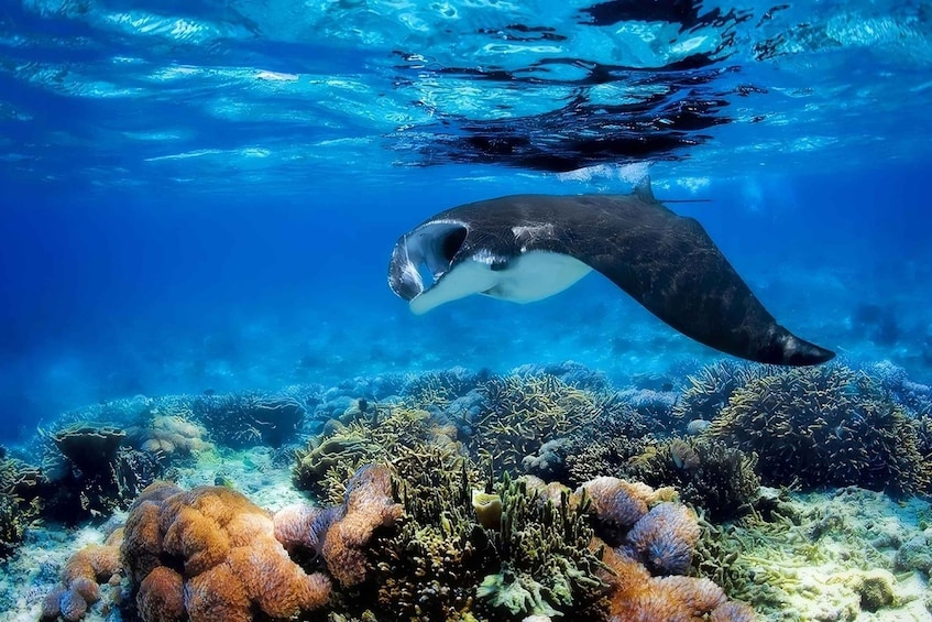 Picture 5 for Activity From Labuan Bajo: Day Tour of Komodo Island with Snorkeling