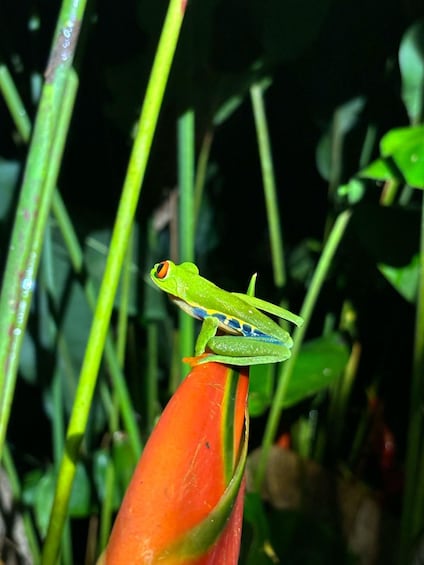 Picture 23 for Activity La Fortuna: Cooking Class+Tortilla Making+Dinner+Frog Tour