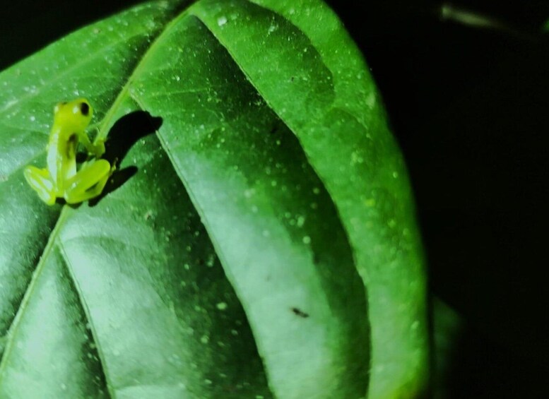 Picture 25 for Activity La Fortuna: Cooking Class+Tortilla Making+Dinner+Frog Tour