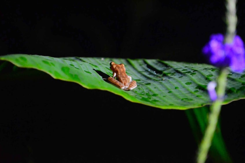Picture 10 for Activity Cook with a Local Family + Night Walk in the Rainforest