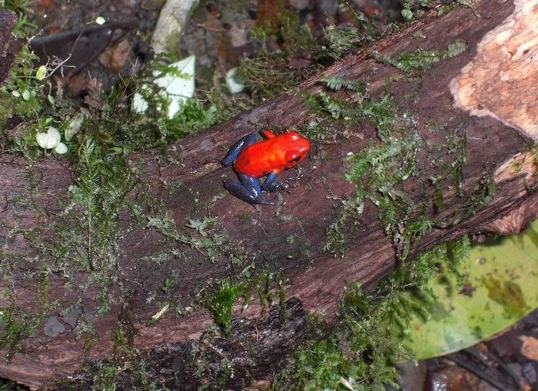 Picture 8 for Activity Cook with a Local Family + Night Walk in the Rainforest