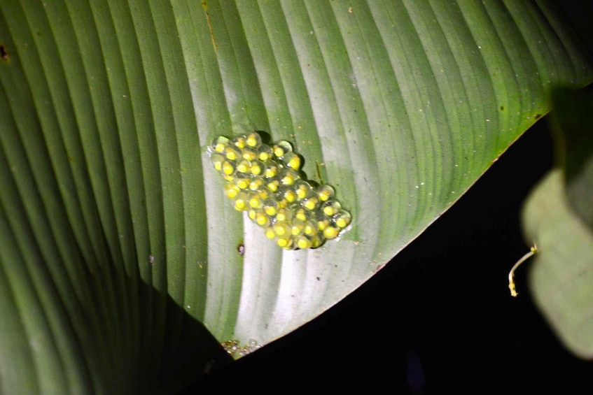 Picture 9 for Activity Cook with a Local Family + Night Walk in the Rainforest