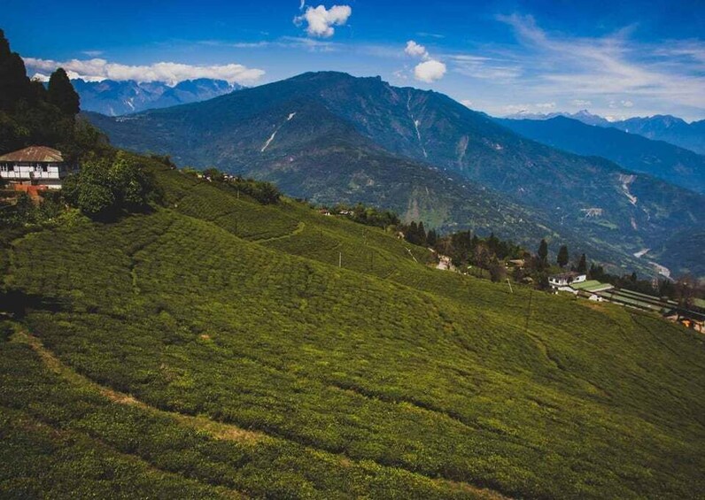 Picture 2 for Activity Tiger Hill Darjeeling Nature Walk (3 Hours Guided Tour)