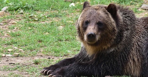 Visita guiada privada Castillo de Drácula y Santuario de Osos