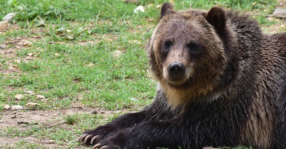 Private Guided Tour Dracula's Castle & Bear Sanctuary