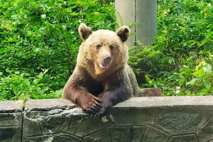 Bjørnereservat, Draculas slot og Brasov | Privat tur