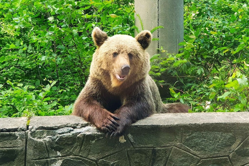 Bear Sanctuary, Dracula's Castle and Brasov | Private Tour