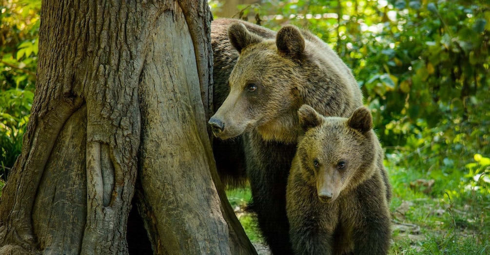 Picture 1 for Activity Private Guided Tour Dracula's Castle & Bear Sanctuary