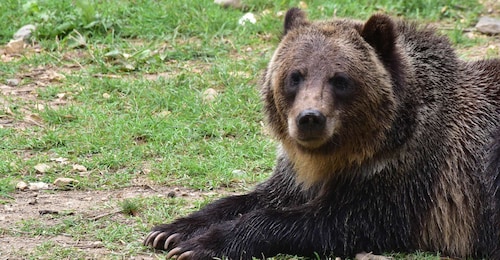 Privé visite guidée Dracula's Castle et Bear Sanctuary