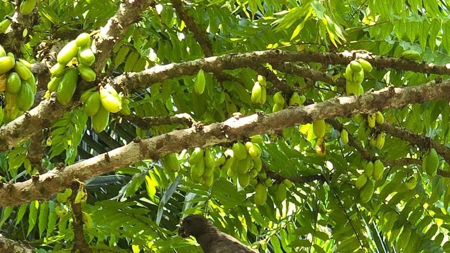 Praslin:DayTour ValleDeMai,CoteD'orMuseum & AnseLazio