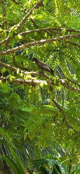 Praslin:DayTour ValleDeMai,CoteD'orMuseum & AnseLazio