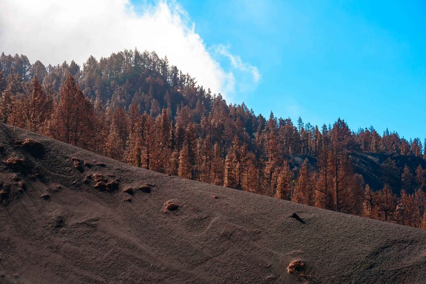 Picture 1 for Activity La Palma: Guided Volcano Trekking Tour