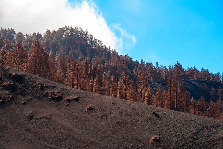 Picture 1 for Activity La Palma: Guided Volcano Trekking Tour
