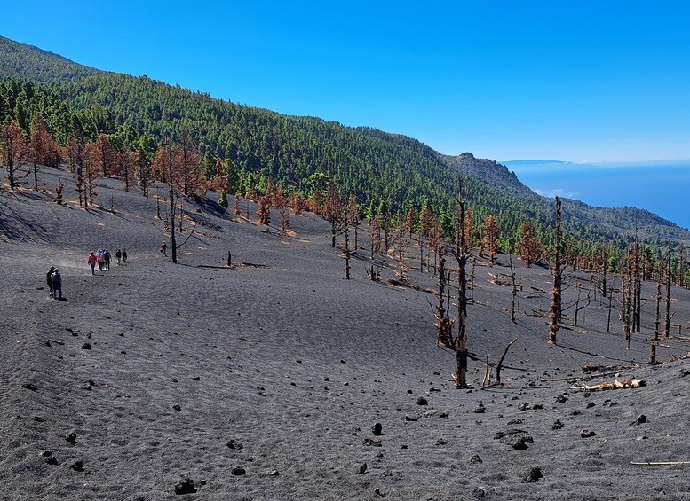 Picture 5 for Activity La Palma: Guided Volcano Trekking Tour