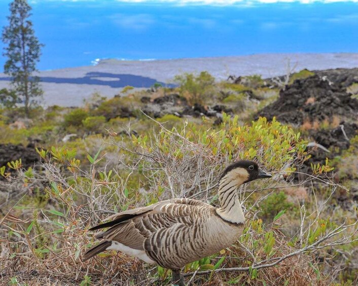 Picture 8 for Activity Hawaii: All-Inclusive Volcanoes and Waterfalls Private Tour