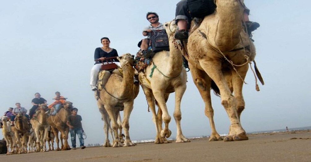 Picture 1 for Activity Essaouira: 2-Hour Camel Ride