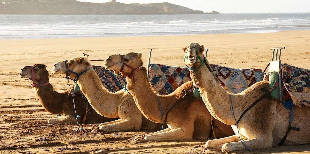 Picture 11 for Activity Essaouira: 2-Hour Camel Ride